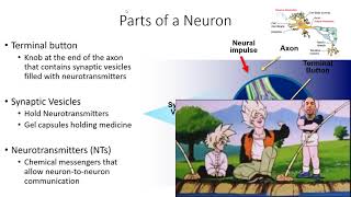 Chapter 3Biological Psychology [upl. by Lower]