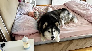 Dog Protects Sleeping Baby From Rolling Off Bed Adorable [upl. by Morton]