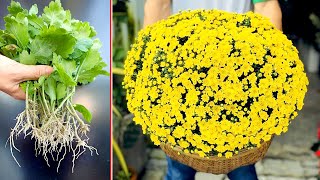 How to propagate chrysanthemums very simple from young tops you should do [upl. by Lannie255]