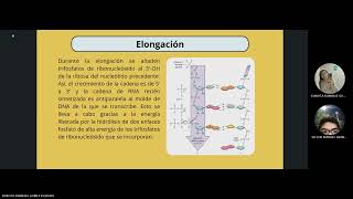 Proceso de transcripción en procariotas [upl. by Micheline]