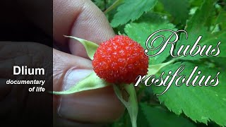 Roseleaf bramble Rubus rosifolius  part 1 [upl. by Gilberte]