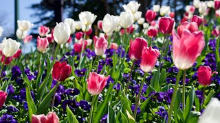 Tulip Time Flower Festival 2024  Bowral NSW [upl. by Anej816]