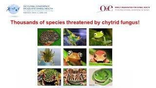 Protecting biodiversity from an emerging disease of amphibians [upl. by Allain]