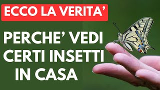 Cosa Dicono QUESTI Insetti Sul Tuo Ambiente [upl. by Htederem]