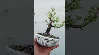 Ahuehuete para bonsai ahuehuete bonsai [upl. by Moule584]