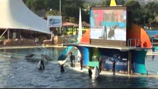 Show kosatek  Marineland Antibes Francie [upl. by Terra]