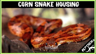 Corn Snake Housing Requirements You Need To Know [upl. by Cutlor]