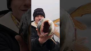 Big Musky on 6lb Test Line fishing fishingvideos shorts [upl. by Stimson967]