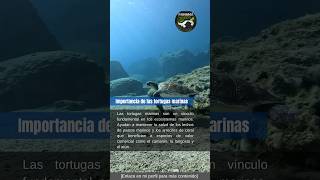 Conoce la importancia de las tortugas marinas ￼tortugasmarinas importancia biodiversidad [upl. by Ardella]