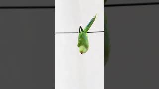 Rose ringed parakeet shorts birdbehaviour bbcearth urbanbirds birdsofindia [upl. by Reinald]