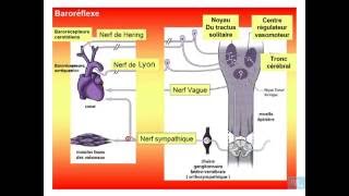 physiologie cardio vasculaire partie 13 [upl. by Ymot]