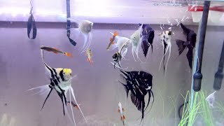 Angel Fish Update  Freshwater Aquarium  Big Angel Fish [upl. by Quintus]