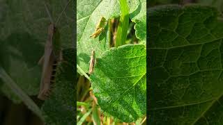 A pair of Meadow Grasshoppers is the male below about to make his move [upl. by Edda]