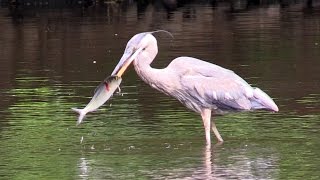 Great Blue Herons amp Others Eating River Herring [upl. by Ormiston]