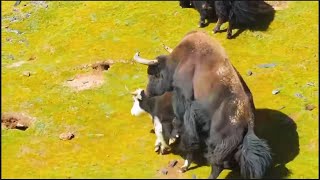 Tibetan wild yak [upl. by Eibbor943]