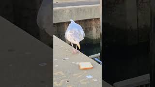 Feeding terrifying seagulls some bread 🤣🦅 seabirds [upl. by Giesser]