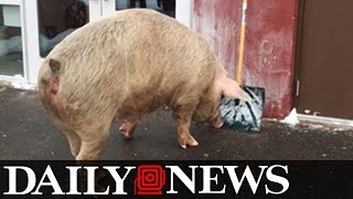 Pig Shows up at New Hampshire Polling Place [upl. by Zehcnas265]