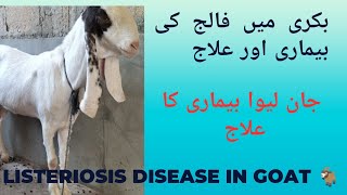 Faalij ka ilaj  Listeriosis disease treatment goatmedicine goatfarming [upl. by Llerrah]