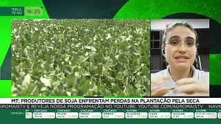 Produtores de soja do Mato Grosso enfrentam perdas na plantação [upl. by Elaine]