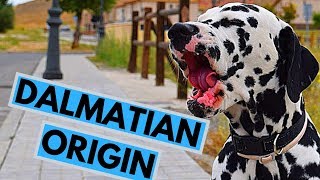 Dalmatian Dog Breed Origin [upl. by Ahsym694]