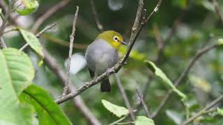 South Pare White eye Zosterops winifredae [upl. by Kirred]