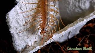 Scutigera Coleoptrata [upl. by Hogle]