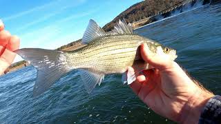 Fishing the Guntersville Tailwaters [upl. by Hadwyn]