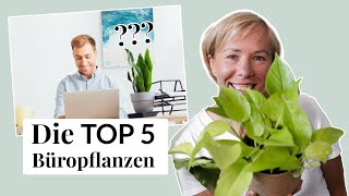 Grünpflanzen im Office Die 5 besten Büropflanzen und 3 nützliche Tipps dazu [upl. by Elkcim]