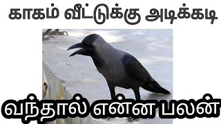 காகம் தலையில் கொத்தினால் 🤔 வீட்டுக்கு காகம் அடிக்கடி வந்தால் என்ன பலன் [upl. by Maribel]