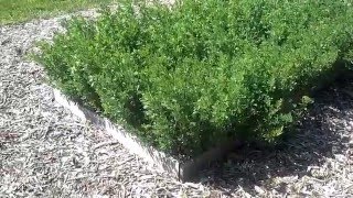 Growing Alfalfa for the Backyard Grower [upl. by Ormond]