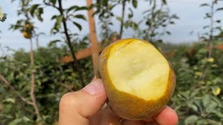 Golden Russet Apple TasteBrix Test Compared to Sweet 16 Honeycrisp Jonagold and Spartan [upl. by Odlo]