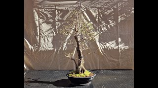 Prebonsai de ulmus minor sabamiki 12 de marzo de 2024 [upl. by Arelc653]