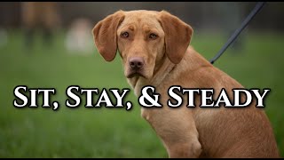 Sit Stay and Steadiness Dog Training Drills [upl. by Dunc]