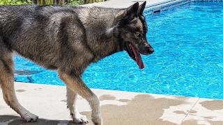 Did This Husky REFUSE To Jump In the Pool [upl. by Ayama]