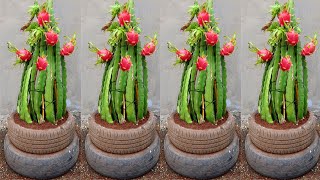 How to care for and plant dragon fruit so easy for beginners [upl. by Harragan]