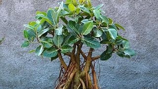 Ficus Benghalensis Bonsai [upl. by Molton]