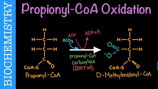 PropionylCoA Oxidation  Biochemistry [upl. by Quentin]