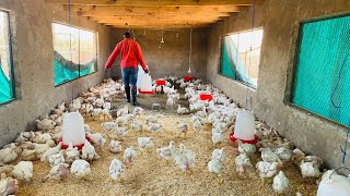 Breaking Down the Ultimate Budget Starting a Profitable Broiler Chicken Farm in South Africa 2023 [upl. by Nelleh]