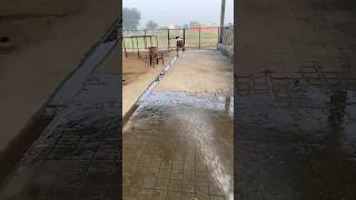 Dairy farm Punjab dairyfarm punjabdairyfarm farming farm [upl. by Eneles]