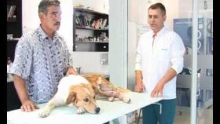 Fractura tibie fibula  dr veterinar Safta  part 12 [upl. by Ffej973]