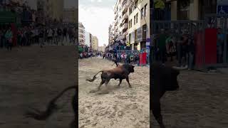 Salida del toro del montecillo Vilareal 110524 toros toro bull fiesta viral [upl. by Eeliah]