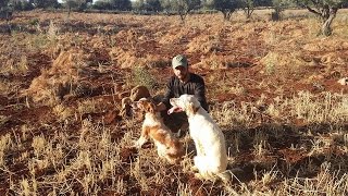 Petite entraînement Setter Anglais chasse au maroc [upl. by Larentia]