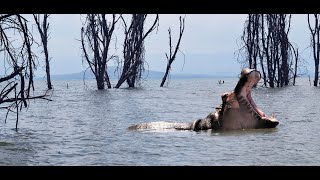 Lake Naivasha amp Geothermal SPA with Royal Custodians Safaris travel roadtrip adventure [upl. by Remus836]