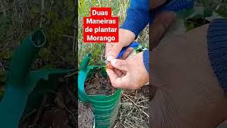 duas maneiras de plantar morango [upl. by Eerual]