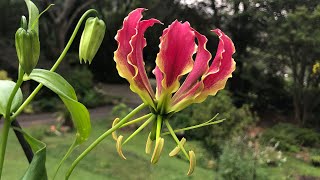 Gloriosa Lily  How to Grow and Care  Tuber to Flowering Flame Lily [upl. by Ponce]