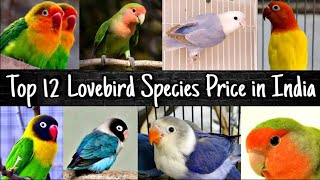 Top 12 Love Birds Species Price in India 2022 [upl. by Maribelle]