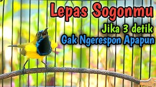 CUITAN SOGON GACOR PENAIK EMOSI JANTAN PANCINGAN SOGON TROTOL BIAR GACOR DOR NGALAS NGKLEPER [upl. by Ky951]