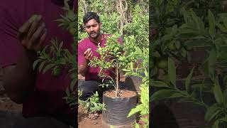 Sweet lemon Plants  Sweet Lime Plants  Best Lemon Plants In Telugu  Kadiyam  AshokChakra Nursery [upl. by Magdaia]