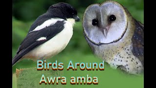 Birds Around Awra Amba [upl. by Modesta]