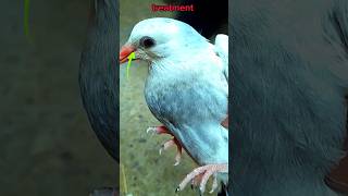 Kabutar ka aisi chijo se dhyaan rakhe  treatment viral video cscpigeonslover pigeon viral shor [upl. by Eintroc]